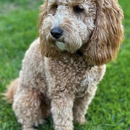 Goldendoodles from Goldendoodle of Idaho