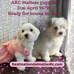 Maltese puppies from Destination Dalmatian