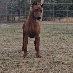 Tattle - German Pinscher