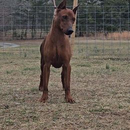 Tattle - German Pinscher