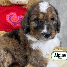 Alpine - Sable male Bernedoodle puppy in Milan, Indiana from Doodles & Spice
