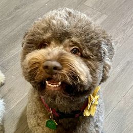 June - Lagotto Romagnolo