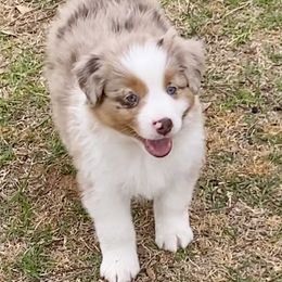 Australian Shepherd, Miniature Australian Shepherd, and Toy Australian Shepherd Puppies from Hunt Farms Mini Aussies