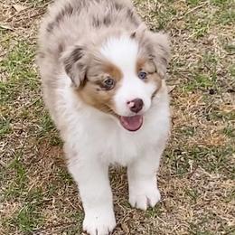 Australian Shepherd, Miniature Australian Shepherd, and Toy Australian Shepherd Puppies from Hunt Farms Mini Aussies