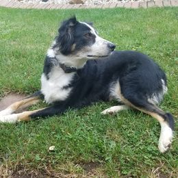 Dottie - Australian Shepherd