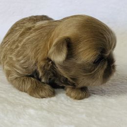 Boxer and Shih Tzu Puppies from Victorio Boxers & Shih-Tzu's