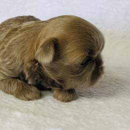 Boxer and Shih Tzu Puppies from Victorio Boxers & Shih-Tzu's