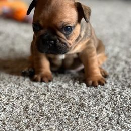 French Bulldog Puppies from Spindle City Frenchies
