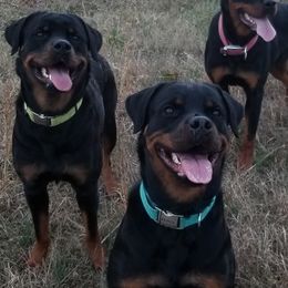 Rottweilers from Baker Pastures