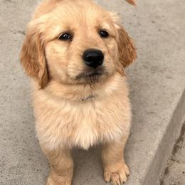 Golden Retriever Puppies from Contango Goldens