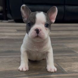 Bruce - Tricolors male French Bulldog puppy in Peoria, Arizona from A Quality French Bulldogs AZ