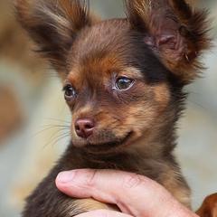 Russian Toys from Tiny Comrades Russian Toys