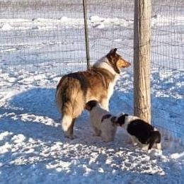 Dolly - Collie