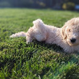 Bernedoodle Puppies from Central Valley K9