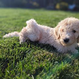 Bernedoodle Puppies from Central Valley K9