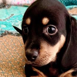 Dachshunds from Montcorn Doxies