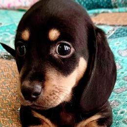 Dachshunds from Montcorn Doxies