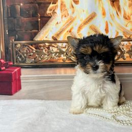 Biewer Terrier and Yorkshire Terrier Puppies from South Georgia Yorkies and Biewers