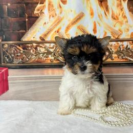 Biewer Terrier and Yorkshire Terrier Puppies from South Georgia Yorkies and Biewers