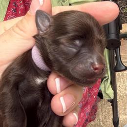 Velvet light purple chocolate - Liver female Miniature Schnauzer puppy in Temple, Texas from Schnauzers Of Taylor