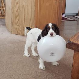 English Springer Spaniel Puppies from Indian Creek Springers