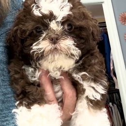 Star - Liver and white female Shih Tzu puppy in Tallahassee, Florida from Bows and Bot Ties
