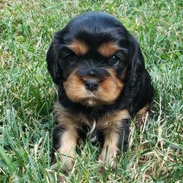 Cavalier King Charles Spaniels from Liberty's Legacy Cavaliers