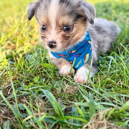 Sunny - Blue merle male Toy Australian Shepherd puppy in Puryear, Tennessee from A&W Toy Aussies