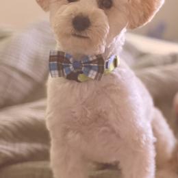 Oliver - Poodle