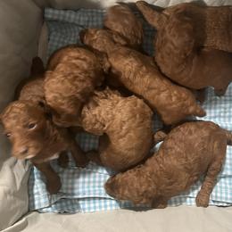 Poodle puppies from Johnson Kennels