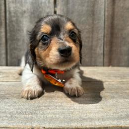 Moon - Dapple male Dachshund puppy in South Willard, Utah from Doxies in the Sun