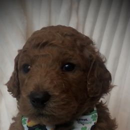 Poodle Puppies from Prissy Pants Poodles LLC