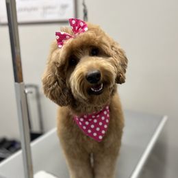 Georgie - Goldendoodle