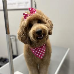 Georgie - Goldendoodle