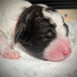 Ricky - Brown and white male Sheepadoodle puppy in Berwick, Pennsylvania from Wright’s Wiggle Butts