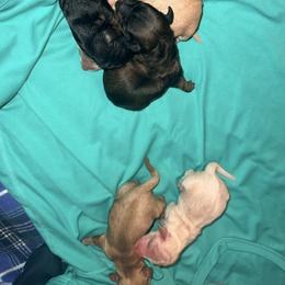 Cream dapple - Dapple male Dachshund puppy in Crab Orchard, Kentucky from Lucy’s legacy dachshunds