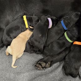 Labrador Retriever puppies from Foundation Retrievers