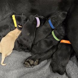 Labrador Retriever puppies from Foundation Retrievers