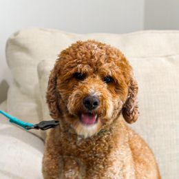 Assorted Doodle Crosses, Aussiedoodles, Bernedoodles, Cavapoos, Goldendoodles, and Sheepadoodles from Happy Top Doodles