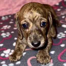 Girl 2 - Brindle female Dachshund puppy in Fredonia, Arizona from Desert Horizon Dachshunds