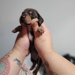 Baby girl - Chocolate female Dachshund puppy in El Cajon, California from Lisa Buxton