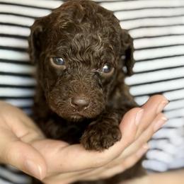 Chopper - Chocolate female Goldendoodle puppy in Dayton, Ohio from Perks Court Doodles