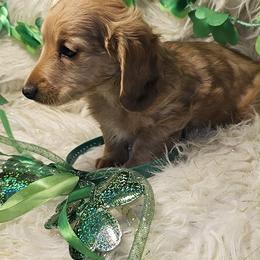 August - Red male Dachshund puppy in Bergen, New York from T. Rex Doxies & Friends