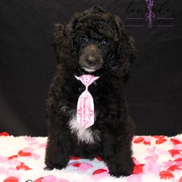 Cider - Black male Poodle puppy in Mancelona, Michigan from Lavender poodles & doodles