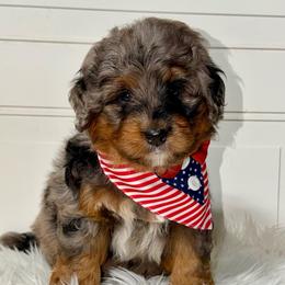 Saylor - Merle male Bernedoodle puppy in Beecher, Illinois from Erica’s Doodles