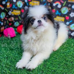 Jacob - Black tan and white male Japanese Chin puppy in Johnson City, Tennessee from Erin & Friends Japanese Chin