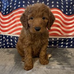 Sophie - Red  female Goldendoodle puppy in Fayetteville, Arkansas from Mountain Grove Doodles