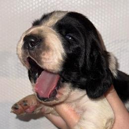 Scar - Black white and brown male Basset Hound puppy in Leroy, Michigan from Iron Sentry Farms