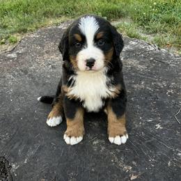 Remington - Black rust and white male Bernese Mountain Dog puppy in Flat Rock, Illinois from Corner Stone Bernese Mountain Dogs