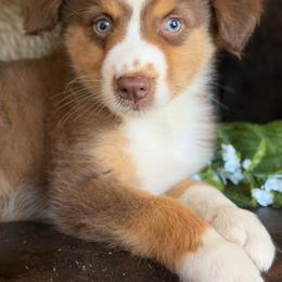 Arlo-has tail-many videos - Red tri-color male Australian Shepherd puppy in Troy, South Carolina from Australian Shepherds of 3/W Farms